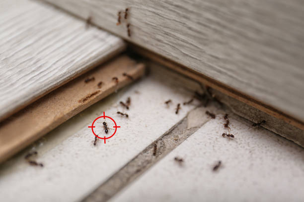 Best Emergency Pest Control  in Litchfield, MN